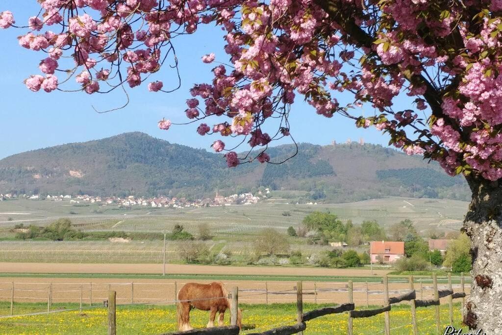 Gite A Eguisheim Proche De Colmar Et Kaysergberg. Buitenkant foto